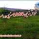 فروش زمین 5886 متری در رامسر 1 فروش زمین 5886 متری در رامسر