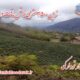 زمین ۳۵۰۰ متری داخل بافت در رامسر 1 زمین ۳۵۰۰ متری داخل بافت در رامسر
